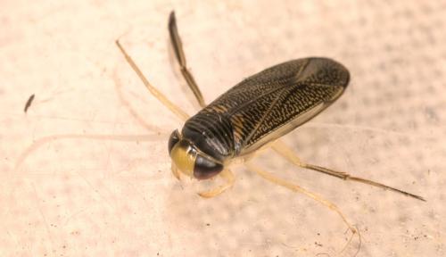 Sigara sp.